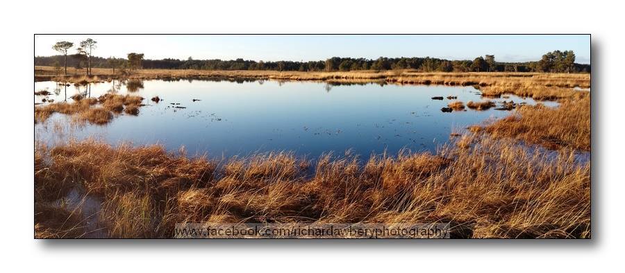 Pudmore Pond, Thursley Nature Reserve
